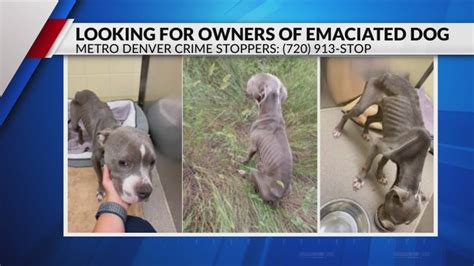 Owner wanted after emaciated dog found near Denver trail